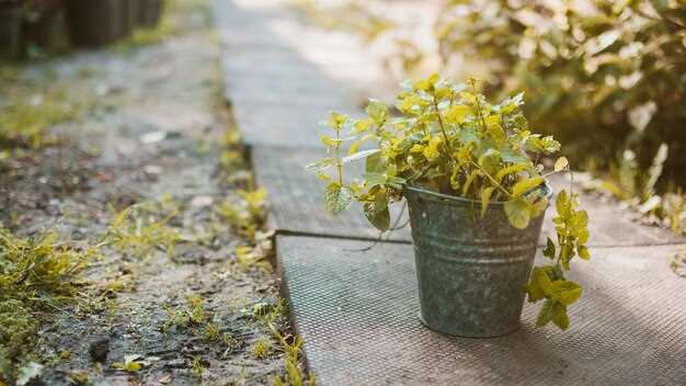 Для яркого визуального акцента комбинируйте кашпо разной формы и фактуры: глянцевые металлические или пластиковые модели в сочетании с керамическими, покрытыми мхом. Это придает динамику и насыщенность восприятия, помогает избежать монотонности.