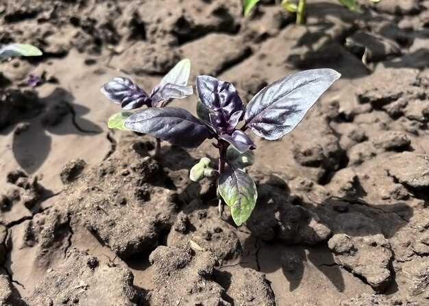 undefinedПланирование последовательности выращиваемых культур</strong> позволяет снизить риск накопления вредных организмов и вредителей.Выбирайте растения, которые помогают восстанавливать питательные вещества и не требуют одних и тех же элементов для развития. Например, бобовые растения улучшают азотный баланс, фиксируя атмосферный азот и делая его доступным для остальных культур.»></p>
<p><strong>Переход на разные типы культур</strong> влияет на баланс питательных элементов. После выращивания крестоцветных старайтесь сеять злаковые или корнеплоды, чтобы избежать накопления специфичных патогенов и паразитов. Такой подход позволяет поддержать плодородие и предотвратить разрушение структуры почвы.</p>
<p><img decoding=