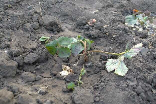 Правила смены растений и соблюдение севооборота: сохранение плодородия и снижение риска заболеваний