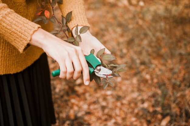 undefinedОбязательно проводить регулярную очистку поверхности от опавших листьев и обломков</strong>, чтобы снизить риск развития болезней и гниения корней. В конце каждой поры активного роста рекомендуется обрабатывать почву специальными средствами, насыщенными микроэлементами, которые способствуют укреплению растений и предотвратят деградацию почвенной структуры.»></p>
<p><strong>Время внесения удобрений зависит от смены природных условий</strong>. В начале периода роста используют азотистые составы для стимулирования развития зеленой массы, в то время как перед сбором урожая рекомендуется сокращать содержание азота и добавлять фосфорно-калийные подкормки для улучшения вкусовых качеств и повышения устойчивости растений к стрессам.</p>
<p><img decoding=