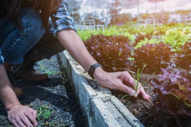 Поднятые грядки быстрее нагреваются за счет большей площади контакта почвы с воздухом, что обеспечивает более интенсивное поглощение солнечного тепла. Это особенно важно в ранний сезон, когда температура земли еще недостаточно высокая для активного роста растений. Высокие конструкции способствуют быстрому поднятию температуры грунта на 2-3 градуса по сравнению с низкими клумбами или грядками.
